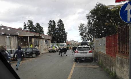 Gruppo bovini entra in ospedale Palermo Anche torello tra viali ”Cervello”