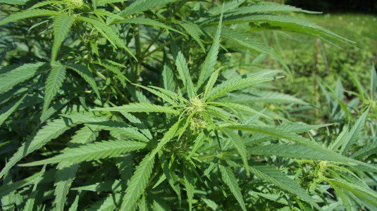 Noto, 7500 piante di cannabis in serra: tre arresti