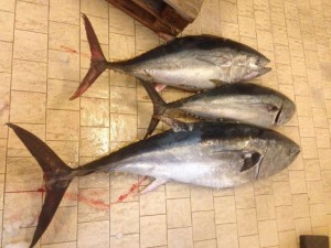 Siracusa. Sequestrati 115 chili di pesce pescato illegalmente: scoperti anche tre esemplari di tonno rosso