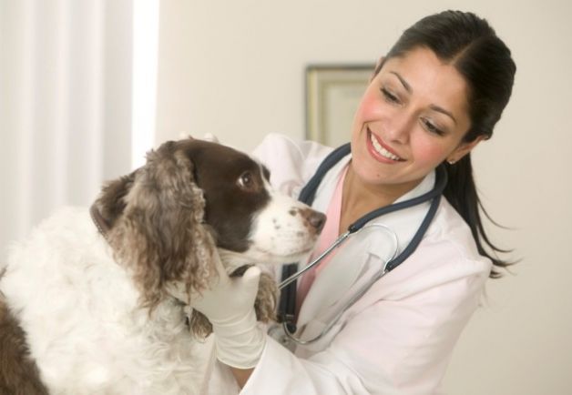 Prevenzione malattie animali – Approvato provvedimento a favore dei veterinari convenzionati