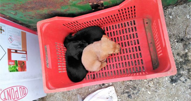 Portopalo, i carabinieri salvano 3 cuccioli abbandonati