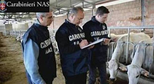 Avola controlli dei Nas:sequestrati 201 bovini