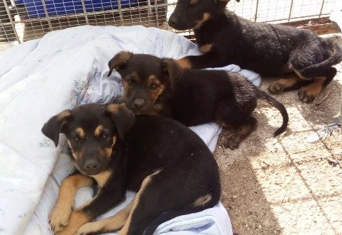 Noto, i poliziotti salvano 3 cuccioli in strada