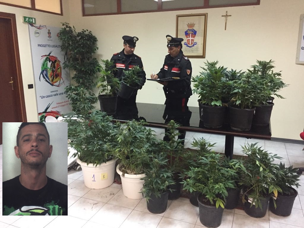Agli arresti con una piantagione di marijuana in casa:arrestato