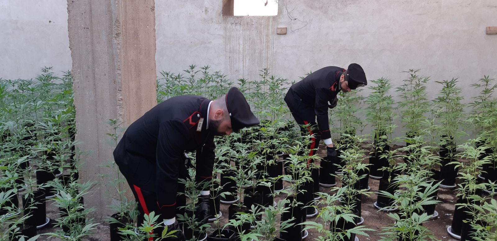 Priolo.Sequestrata piantagione con oltre mille piante di marijuana in una serra artigianale