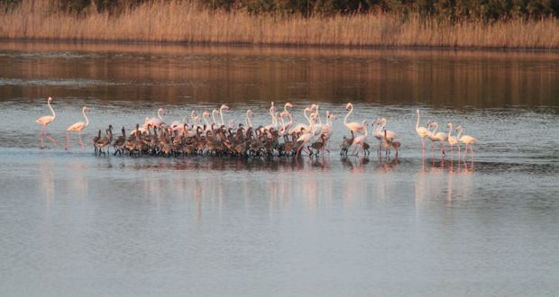 Priolo, drone sorvola la riserva Saline: scappano i fenicotteri