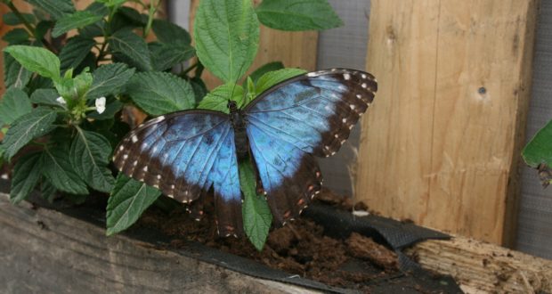 La casa delle farfalle aperta in Ortigia anche per il primo maggio