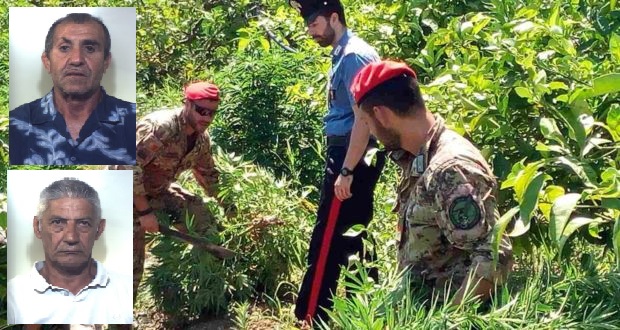 Francofonte, scoperta piantagione di marijuana: arrestati due agricoltori
