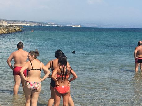 Due squali in spiaggia Sciacca, panico