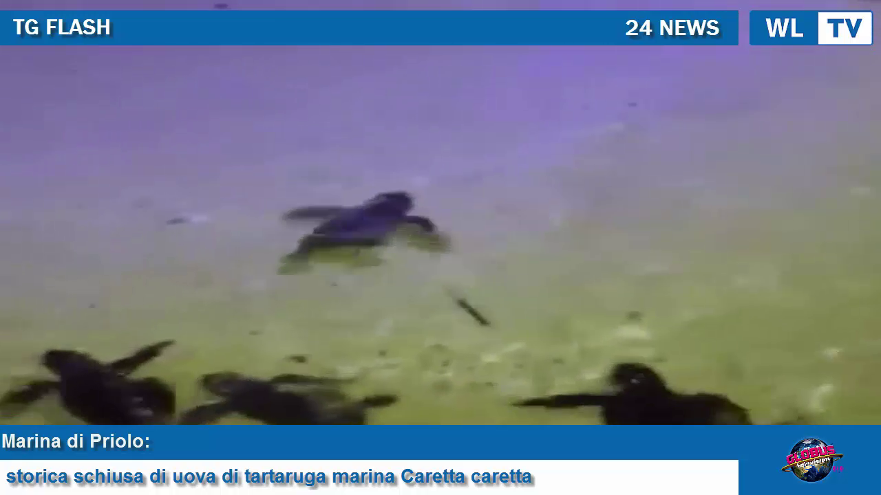 TG FLASH DEL 12 AGOSTO 2018 Marina di Priolo:storica schiusa di uova di tartaruga marina (Caretta caretta)
