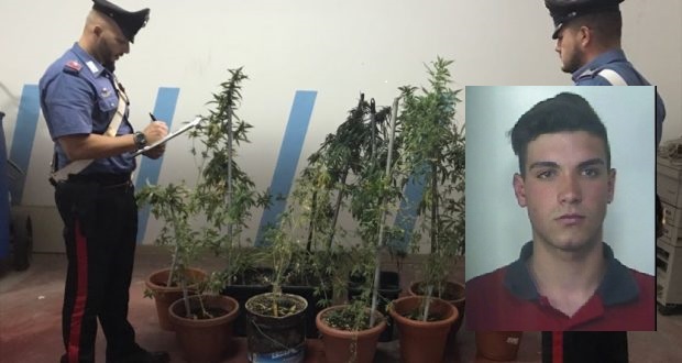 Piantagione di marijuana sequestrata a Belvedere