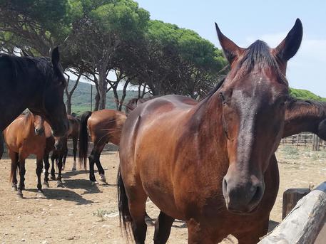 Cavallo segue feretro padrone,commozione