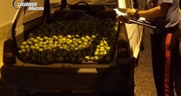 Rubano limoni, i carabinieri acciuffano 3 persone
