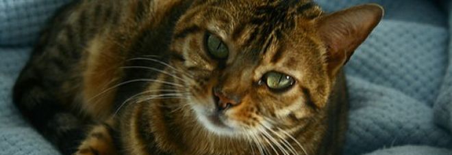 Siracusa : Litiga con la convivente  e getta gatto dal balcone,denunciato
