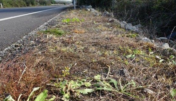 Come l’ANAS avvelena le nostre strade