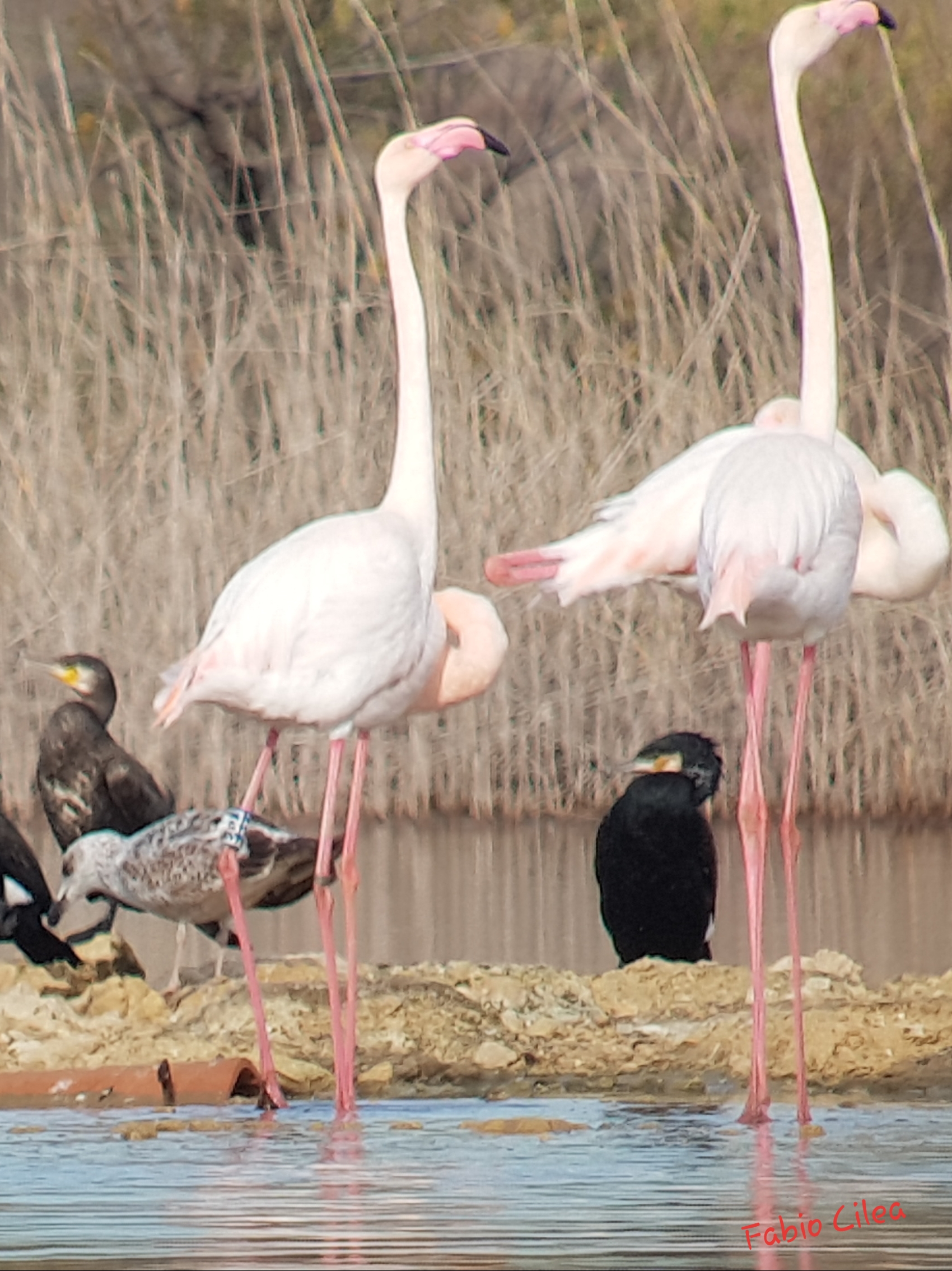 Riserva Naturale Saline di Priolo: Gli affascinanti animali dal colore rosa, hanno iniziato le loro fasi di corteggiamento