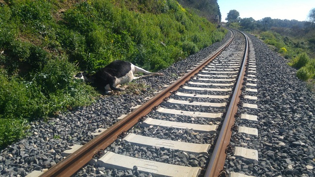 Tratta Siracusa-Ragusa: Mucche travolte dal treno