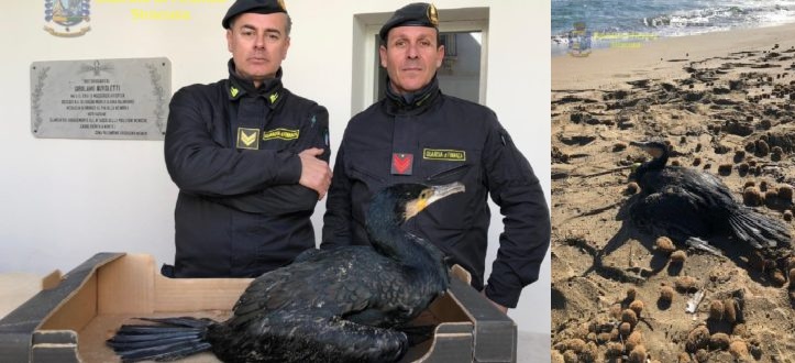 I finanzieri salvano un esemplare di cormorano adulto della specie protetta “Phalacrocorax carbo”