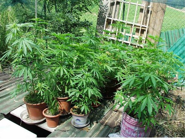 Lentini. Coltivava  marijuana in casa : denunciato 32enne