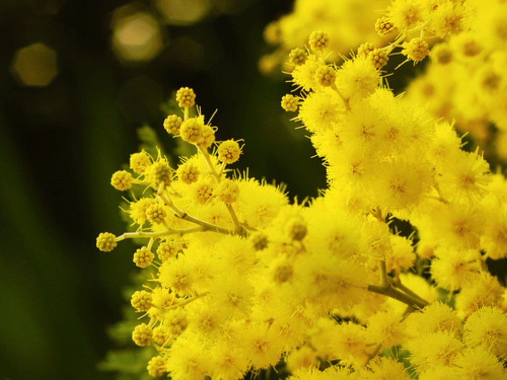 Festa della Donna, perché si regalano le mimose l’8 marzo