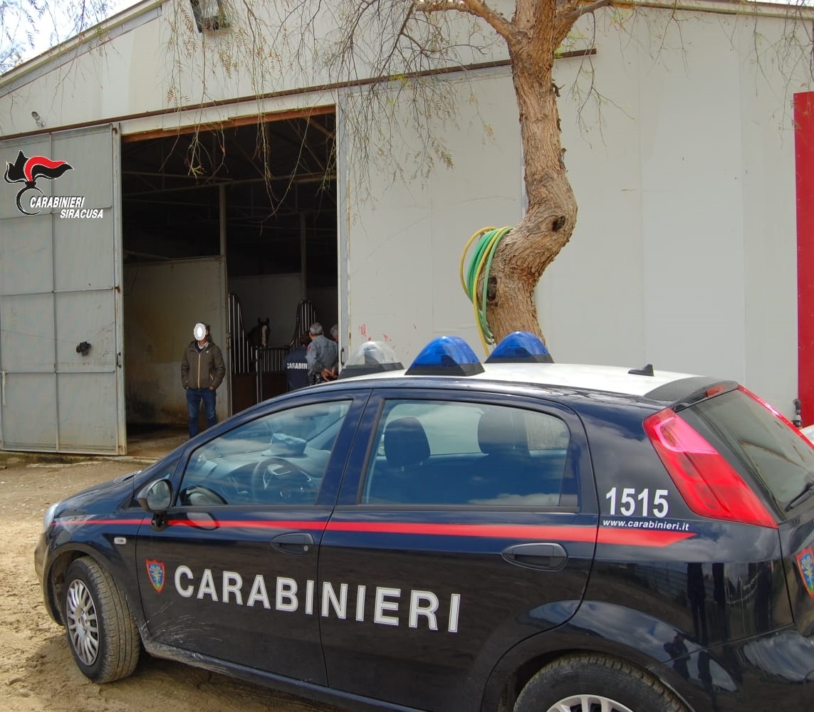 Siracusa, Cassibile: maltrattamento agli animali e impiego di farmaci proibiti in ambito sportivo