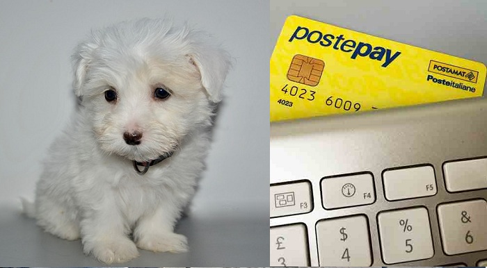 Noto, acquista un cane ma era una truffa