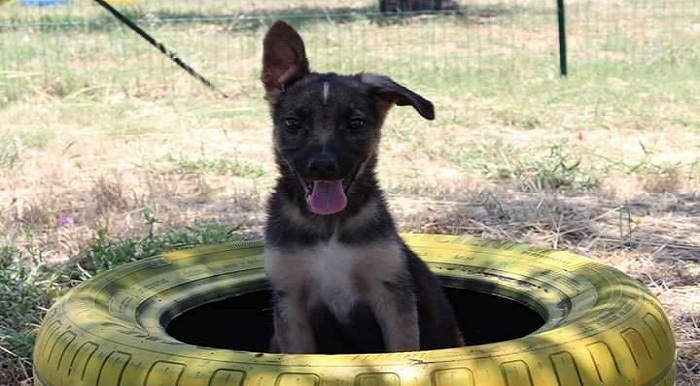 Vertice in prefettura sui diritti degli animali