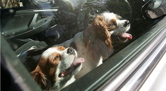 Lasciano cani in auto sotto il sole: proprietari denunciati