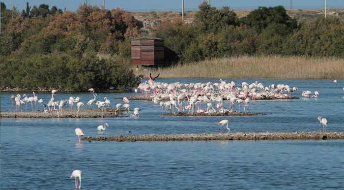 Saline Priolo. “La Casa dei Fenicotteri 2.0” Giochi, musica e altro per la ricostruzione della riserva naturale