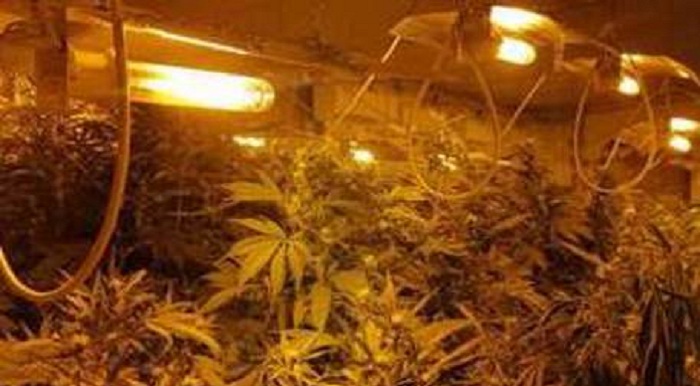 Catania: la Polizia sequestra 1.000 piante di marijuana in 2 case:  sei arresti