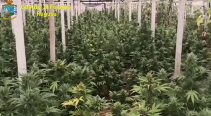 Gdf sequestra  7.000 piante marijuana nel Ragusano : arrestato florovivaista