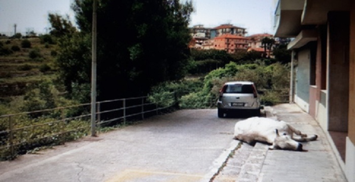 Mucca libera a Ragusa, uccisa con colpi pistola:  animalista Rizzi, denuncio in procura