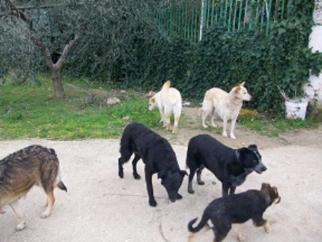 San Gregorio di Catania – firmata convenzione tra il Comune e l’Associazione “Cuore Animale”