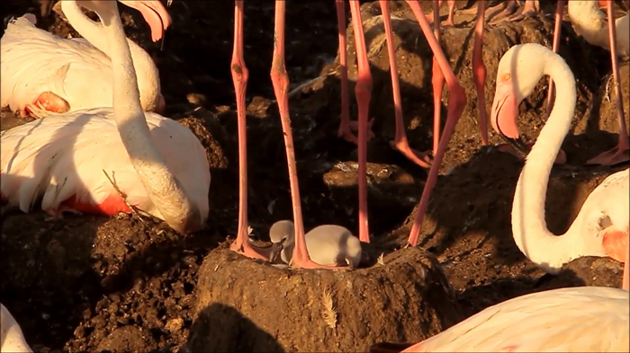 Fenicottero boom, raddoppiate le coppie nella riserva Saline di Priolo (Video)