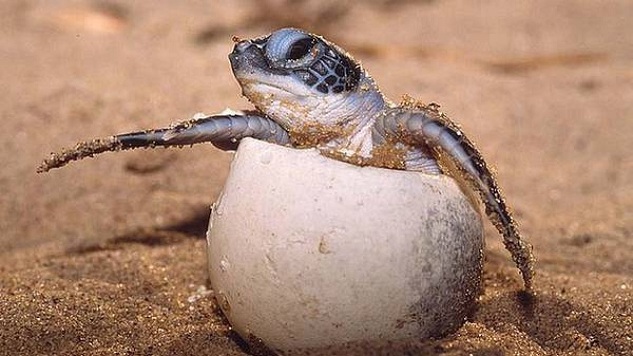 Come tutelare i nidi delle tartarughe marine sulle spiagge: appello di Patrizia Maiorca presidente Plemmirio