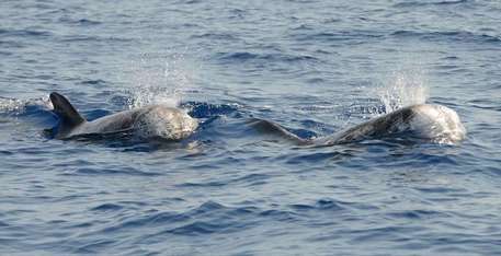 Ambiente: avvistati delfini di Risso in mare delle Eolie