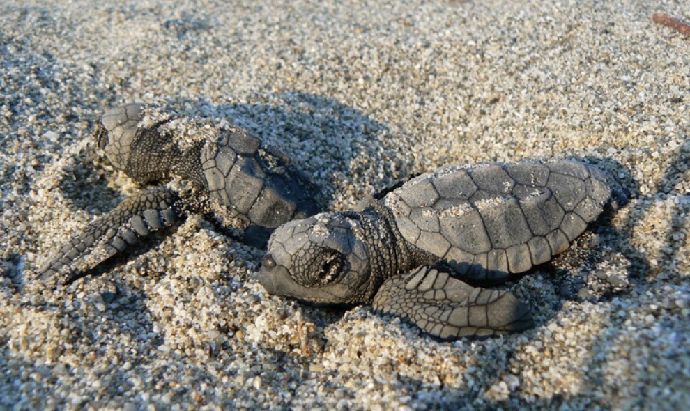 Siracusa, schiuse di tartaruga marina a Ognina