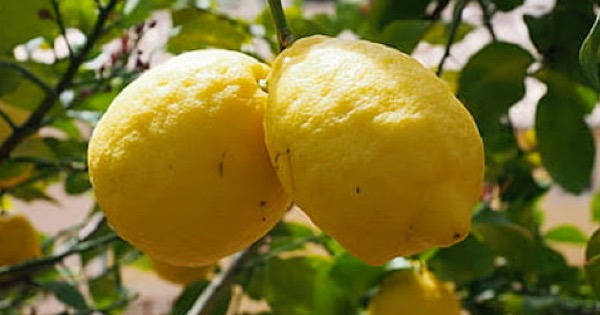 Agricoltura – Riconoscimento Igp per il “Limone dell’Etna”