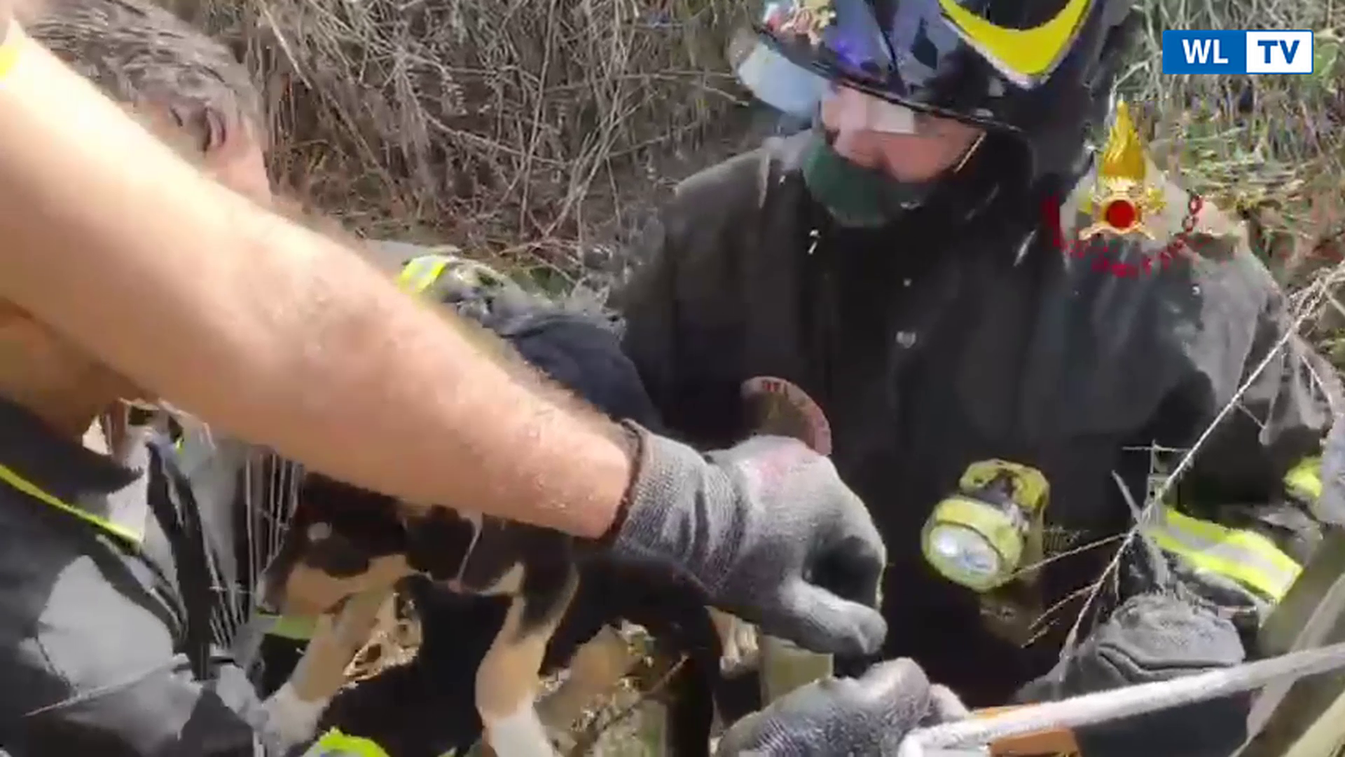 Siracusa, salvati 2 cagnolini dai vigili del fuoco (Video)