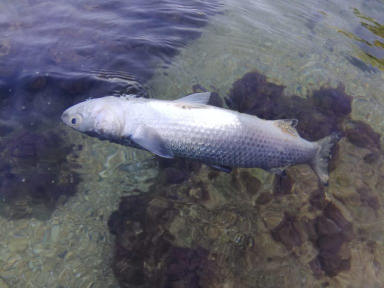 Zona industriale siracusana: inquinamento in libertà e quel connubio consolidato tra industrie e politica ﻿