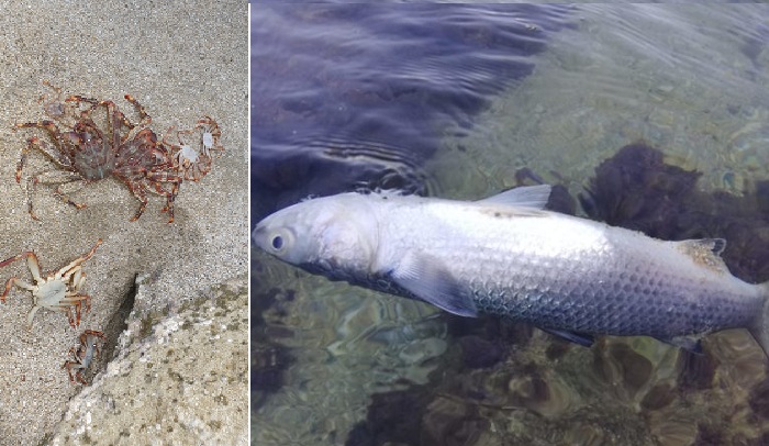 Baia di Santa Panagia – Moria di pesci : interrogazione dell’on. Paolo Ficara e denuncia alla Procura del deputato Giorgio Pasqua