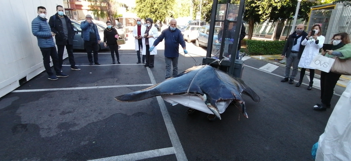 Manta 400 kg unga 378 centimetri ritrovata in Cala Palermo, esemplare raro: portata in Istituto zooprofilattico per esami