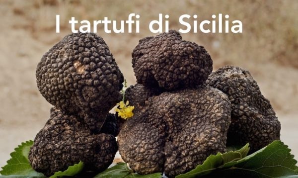 Approvato dall’ARS il DDL  “Norme in materia dei tartufi nella Regione Siciliana”, soddisfazione dell’On. Cafeo
