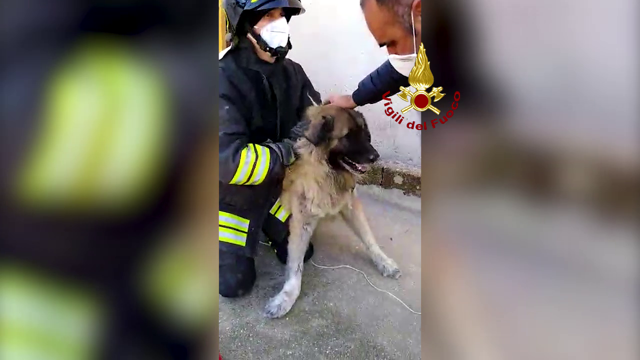 Salemi – I vigili del fuoco salvano un cane di grossa taglia caduto in un intercapedine di un palazzo – Video