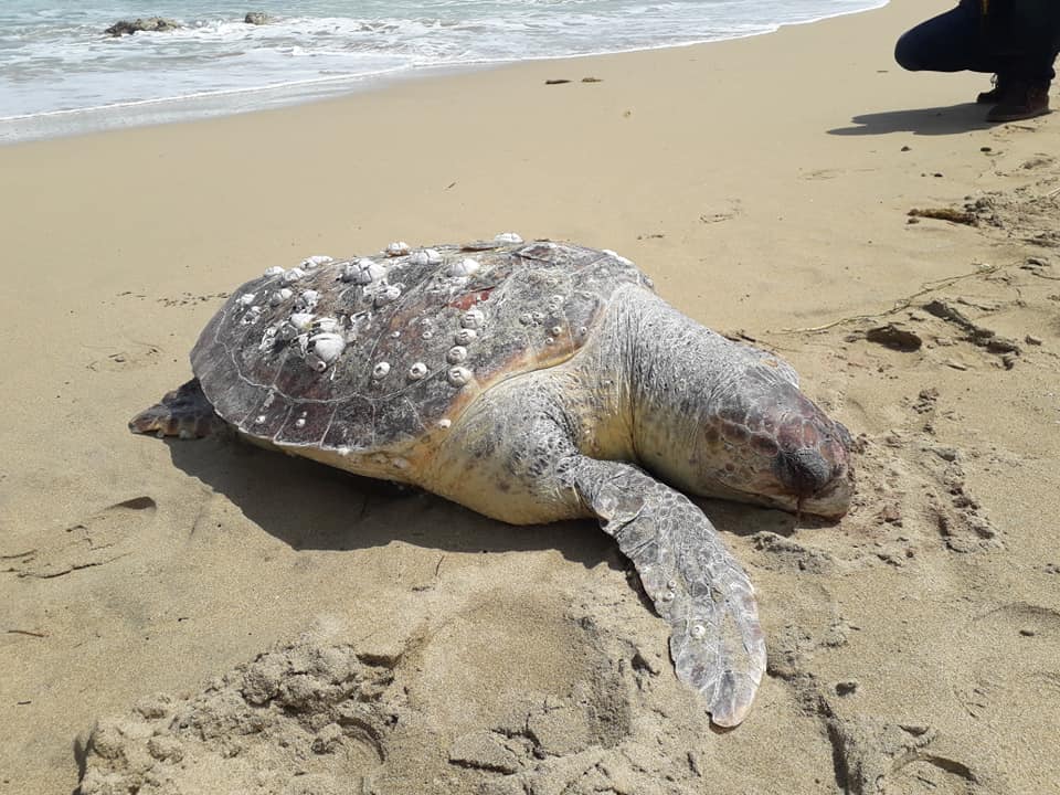 Caretta caretta trovata senza vita sulla spiaggia di Marina di Priolo