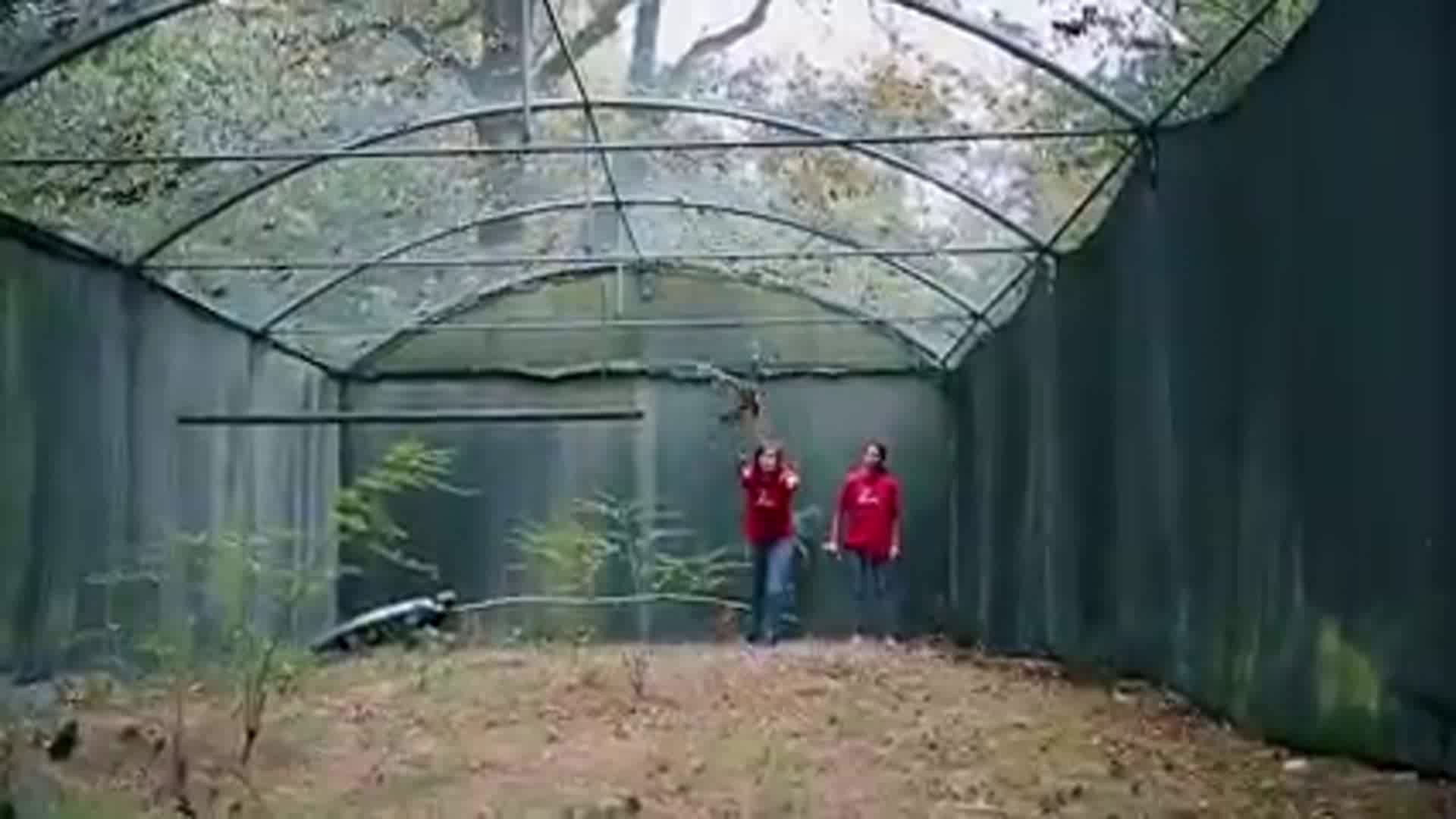 Lipu: “Il lavoro più bello che si possa immaginare è curare gli animali per poi liberarli in natura.” – Video