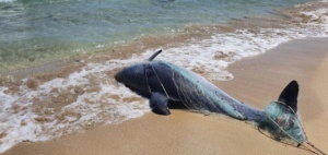 Marina di Priolo, trovato un delfino morto sulla spiaggia