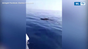 Sicilia, cinghiali nuotano in alto mare: un pescatore cerca di aiutarli L'avvistamento al largo delle coste di Marzamemi (Siracusa). "Mai vista una cosa simile"
