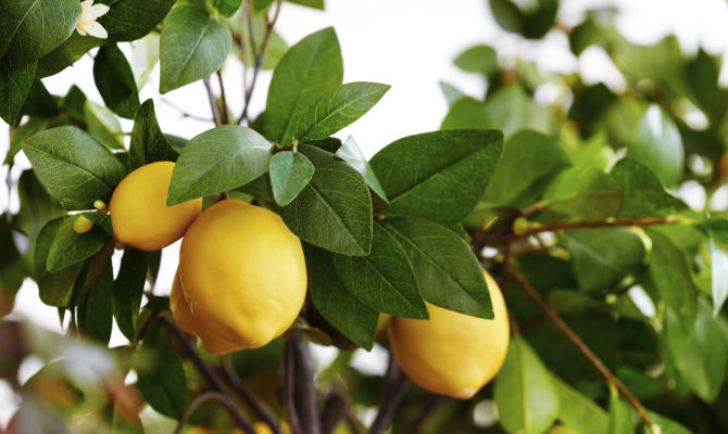 Il limone: frutto autoctono ed elemento iconografico di grande stile in Sicilia.