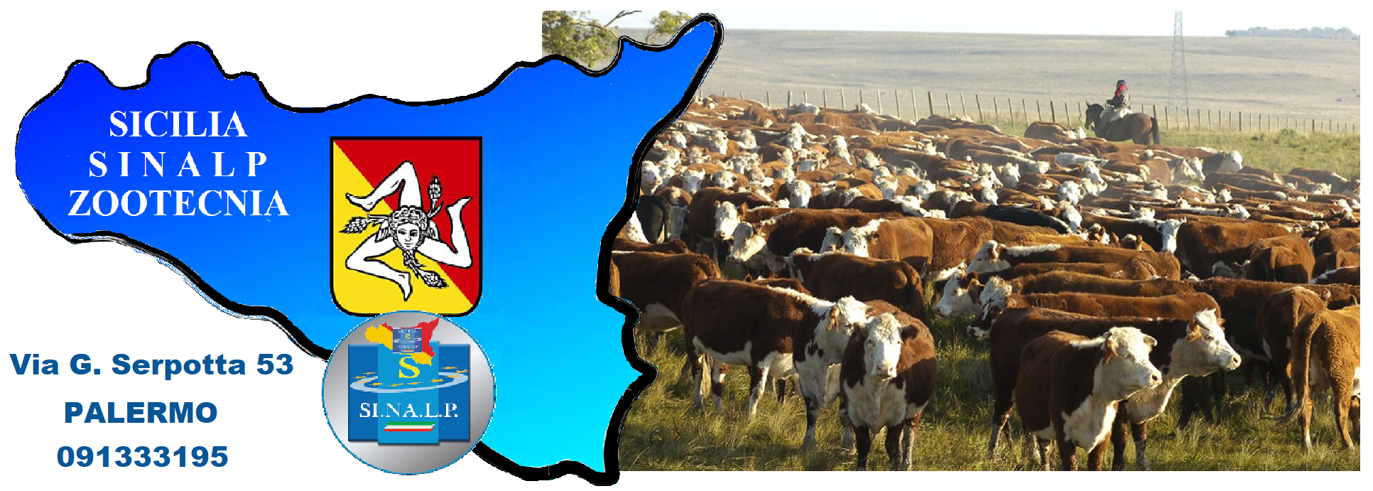 Gli allevatori siciliani tornano a vendere il loro bestiame, Sinalp: “In prima linea in difesa dell’agricoltura”